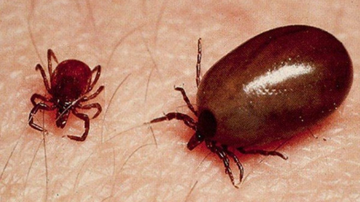 ไข้รำมะนาด (Scrub Typhus) โรคจากไรอ่อนในป่าที่ไม่ควรมองข้าม